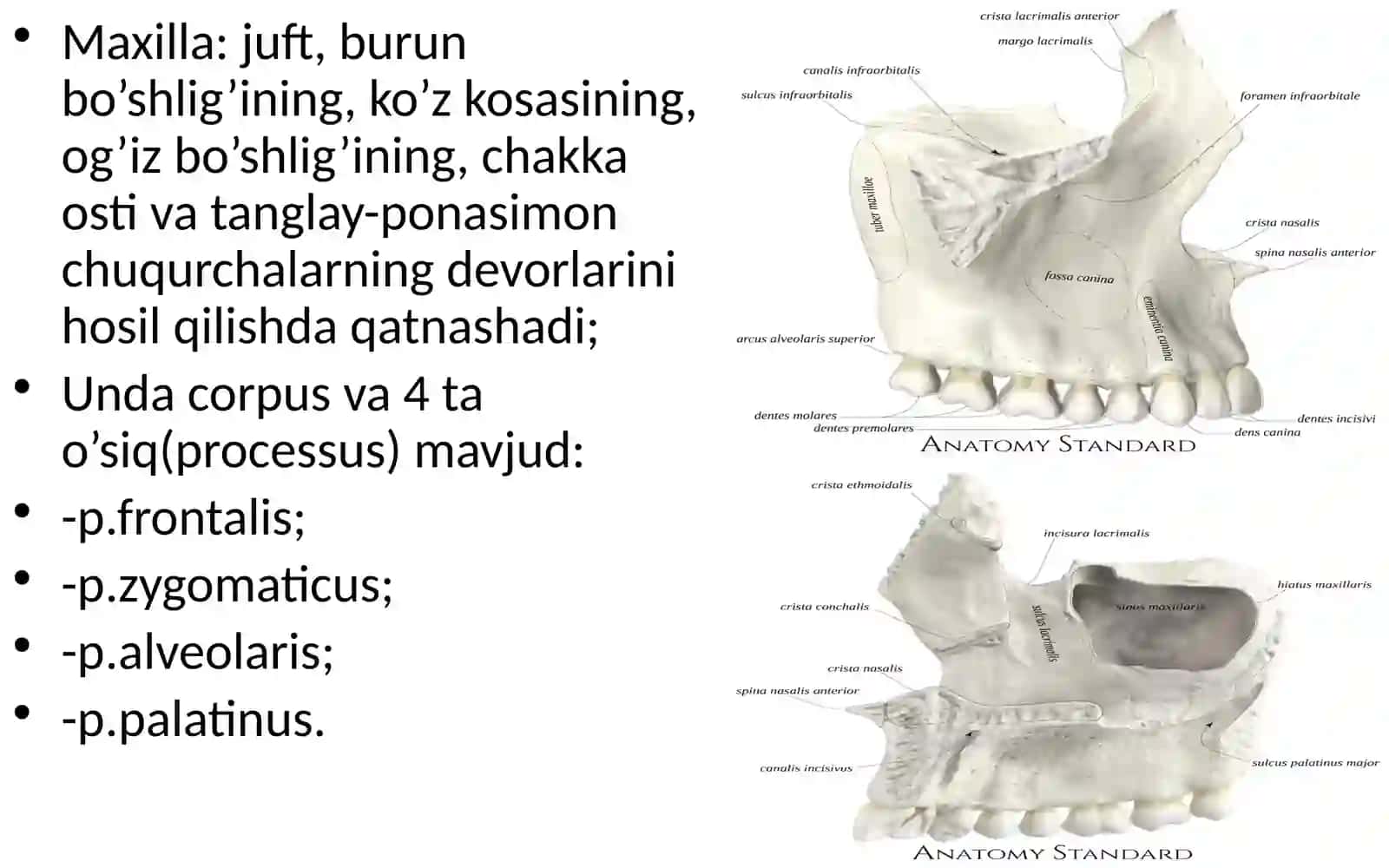 VISCEROCRANIUM SEU CRANIUM VISCERALE 2