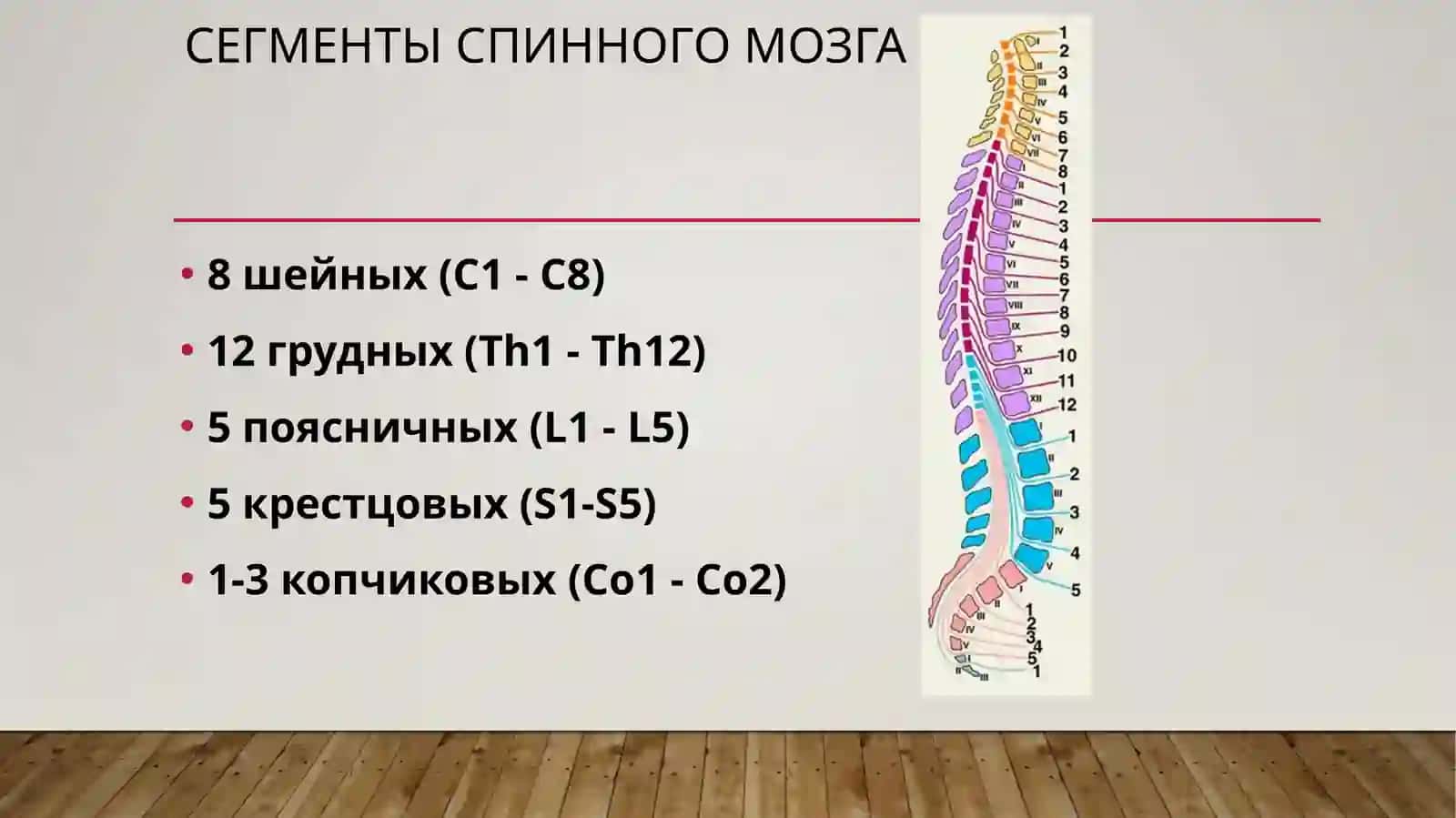 Рефлекторная и проводниковая деятельность спинного мозга 2