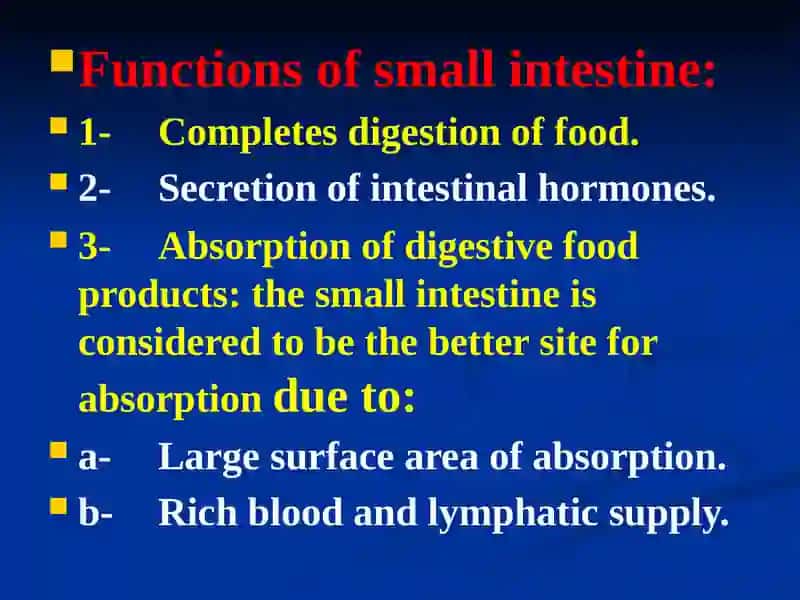 The small intestine 2
