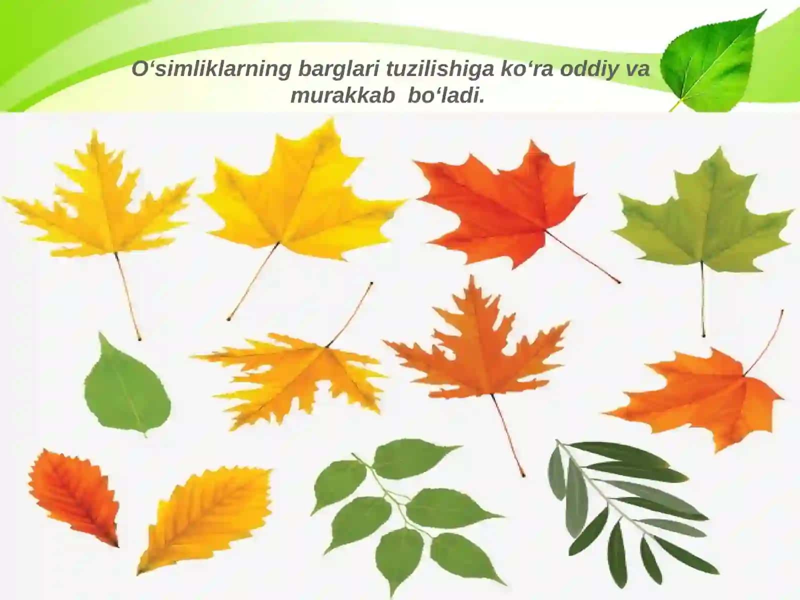 5-sinf Botanika Oddiy va murakkab barglar, barglarning shakllari 2