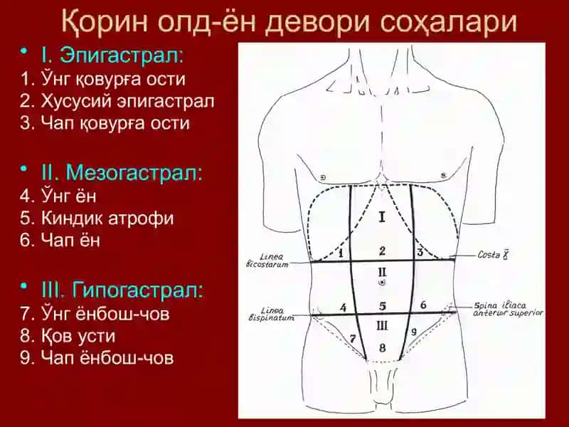 Жигар девори анатомияси 2