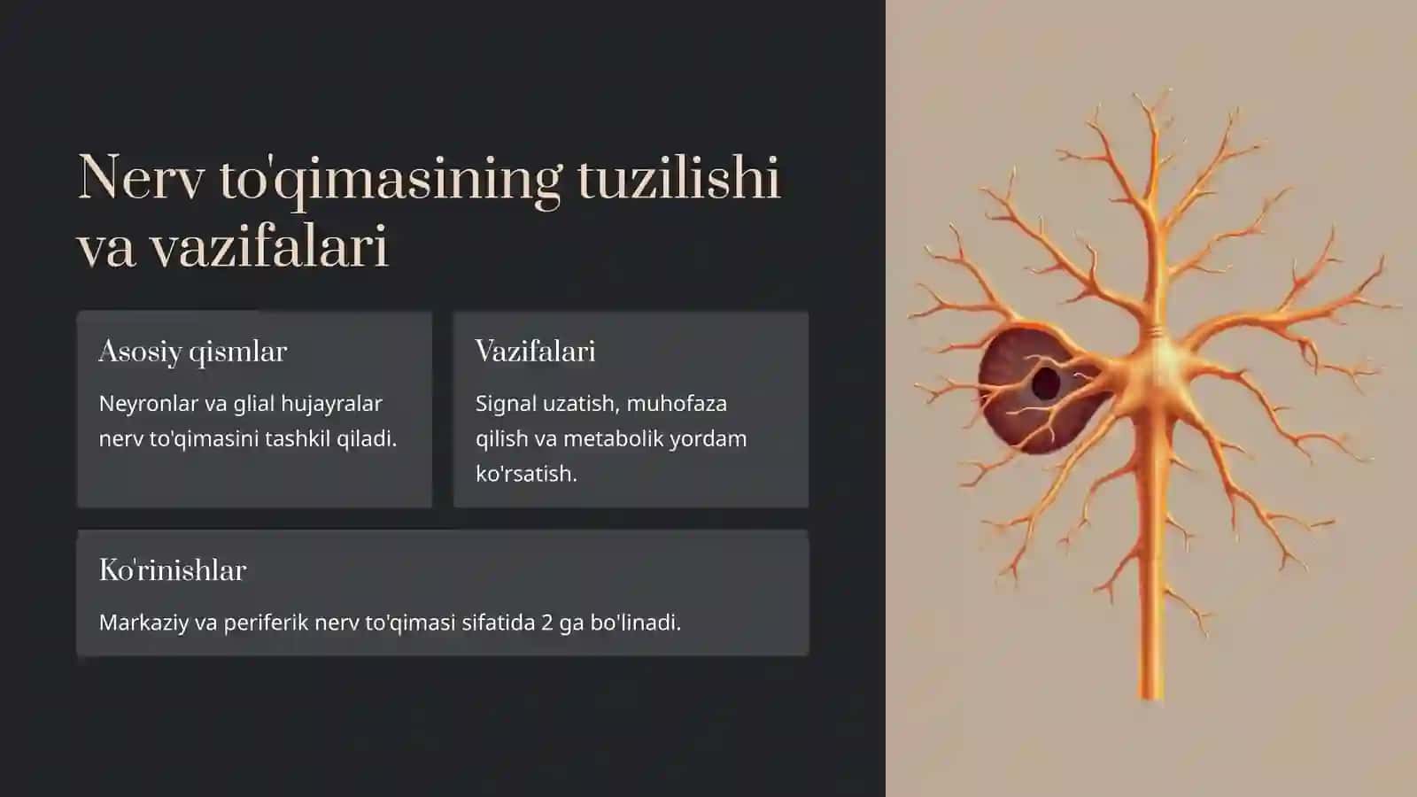 Nerv to'qimasi markaziy va periferik nerv tizimi 2