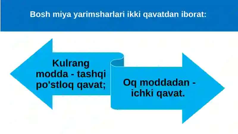 Bosh miya katta yarimsharlarining tuzilishi 2
