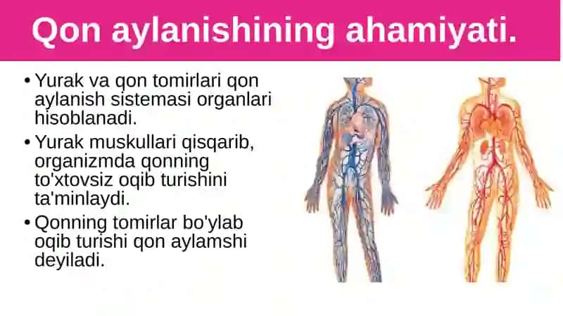 Qon aylanishining ahamiyati, yurakning tuzilishi 2