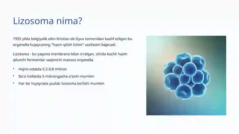 Lizosoma va Peroksisomalar 2