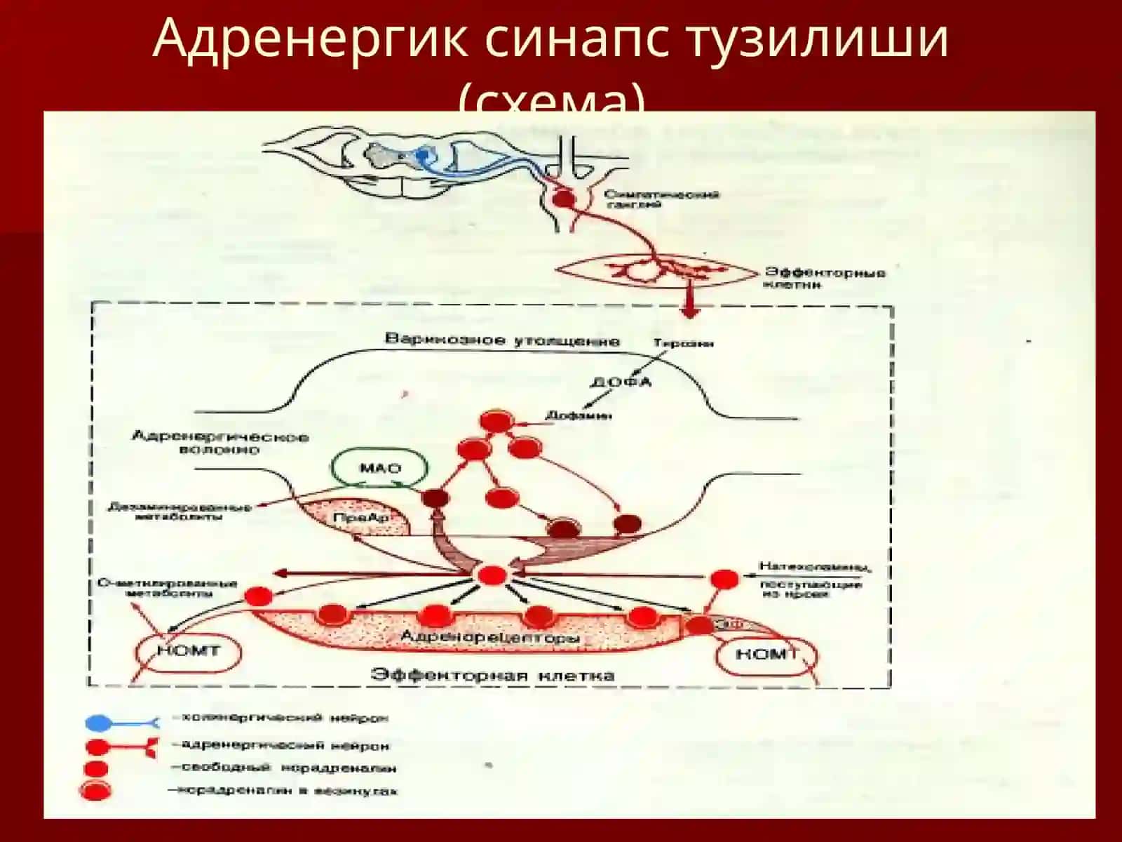 Адренорецепторларга таъсир этувчи воситалар 2
