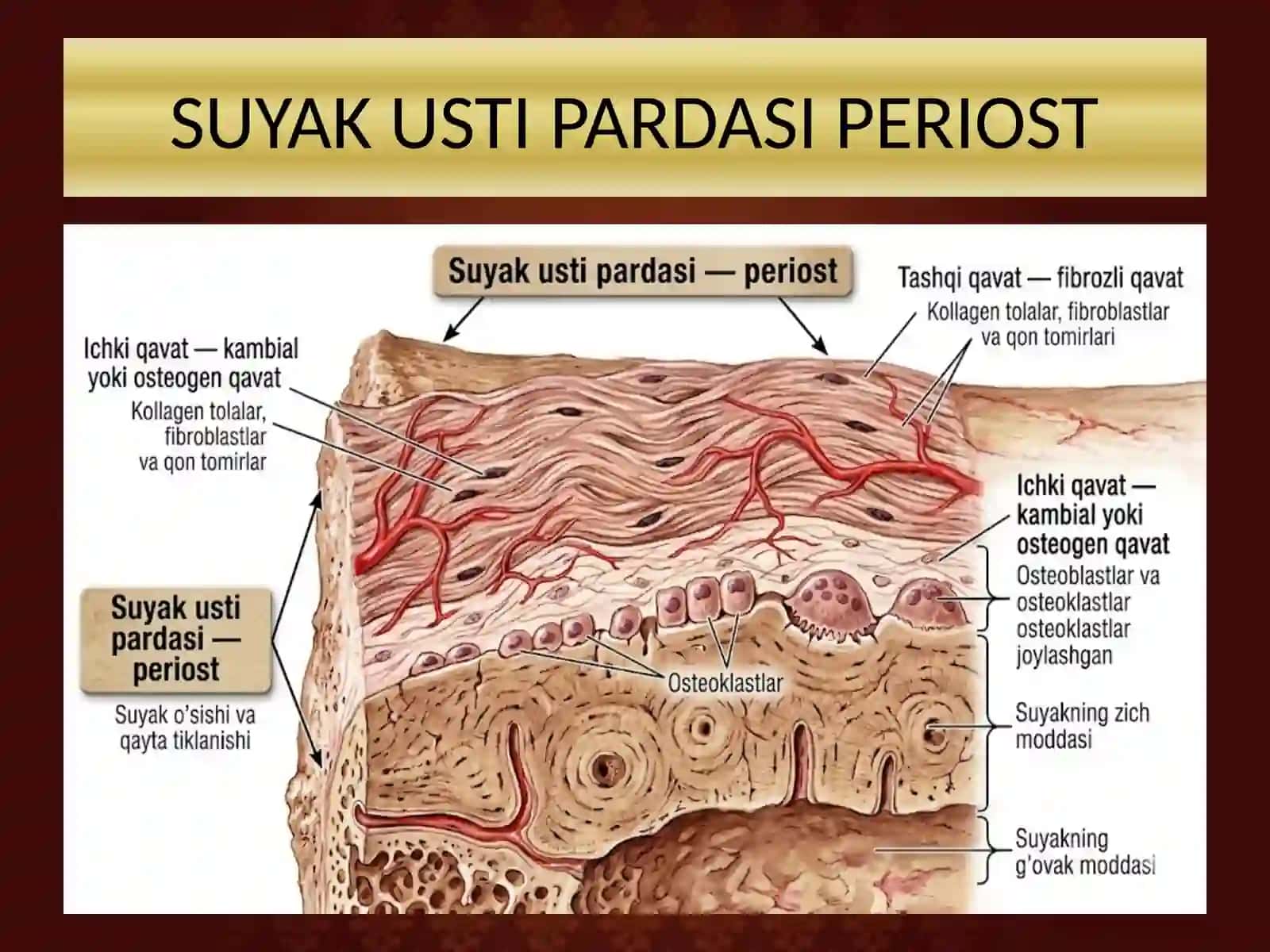 BOLALARDA SUYAK USTI PARDASINI XUSUSIYATLARI PREZENTATSIYA 2