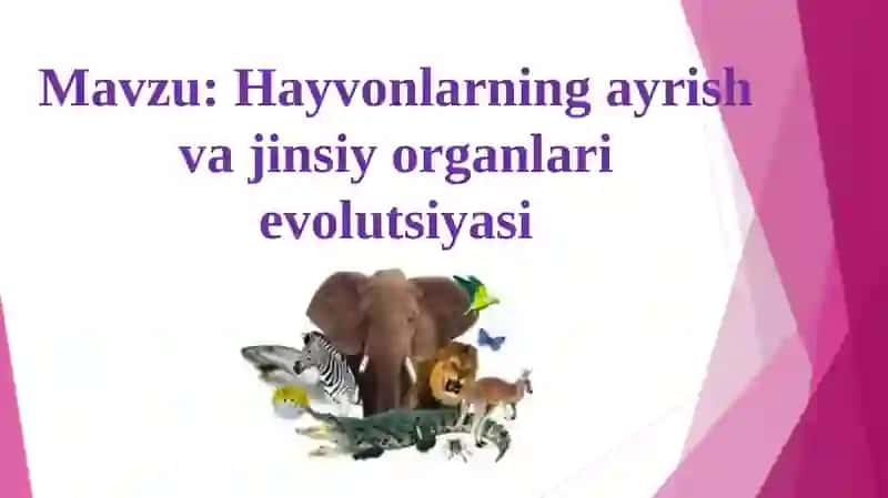 Hayvonlarning ayrish va jinsiy organlar evolutsiyasi 2