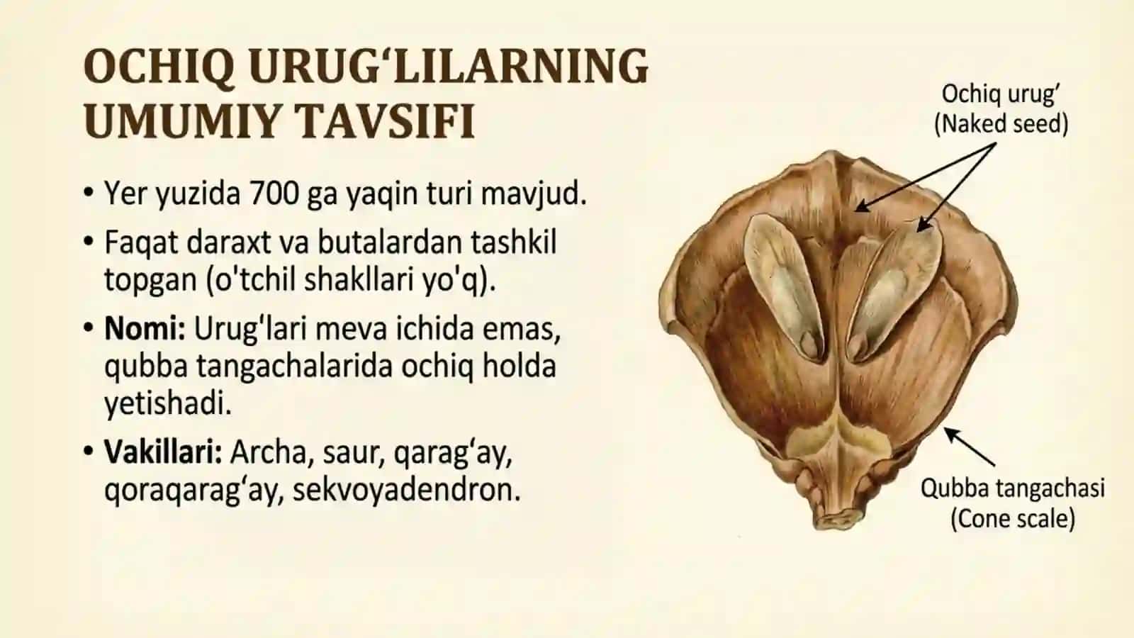 Ochiq urug'li o'simliklar bo'limi: Archa 2