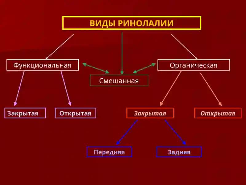 РИНОЛАЛИЯ 2