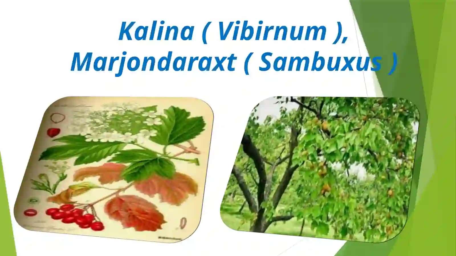 Kalina va Marjondaraxt turlari biologiyasi 2