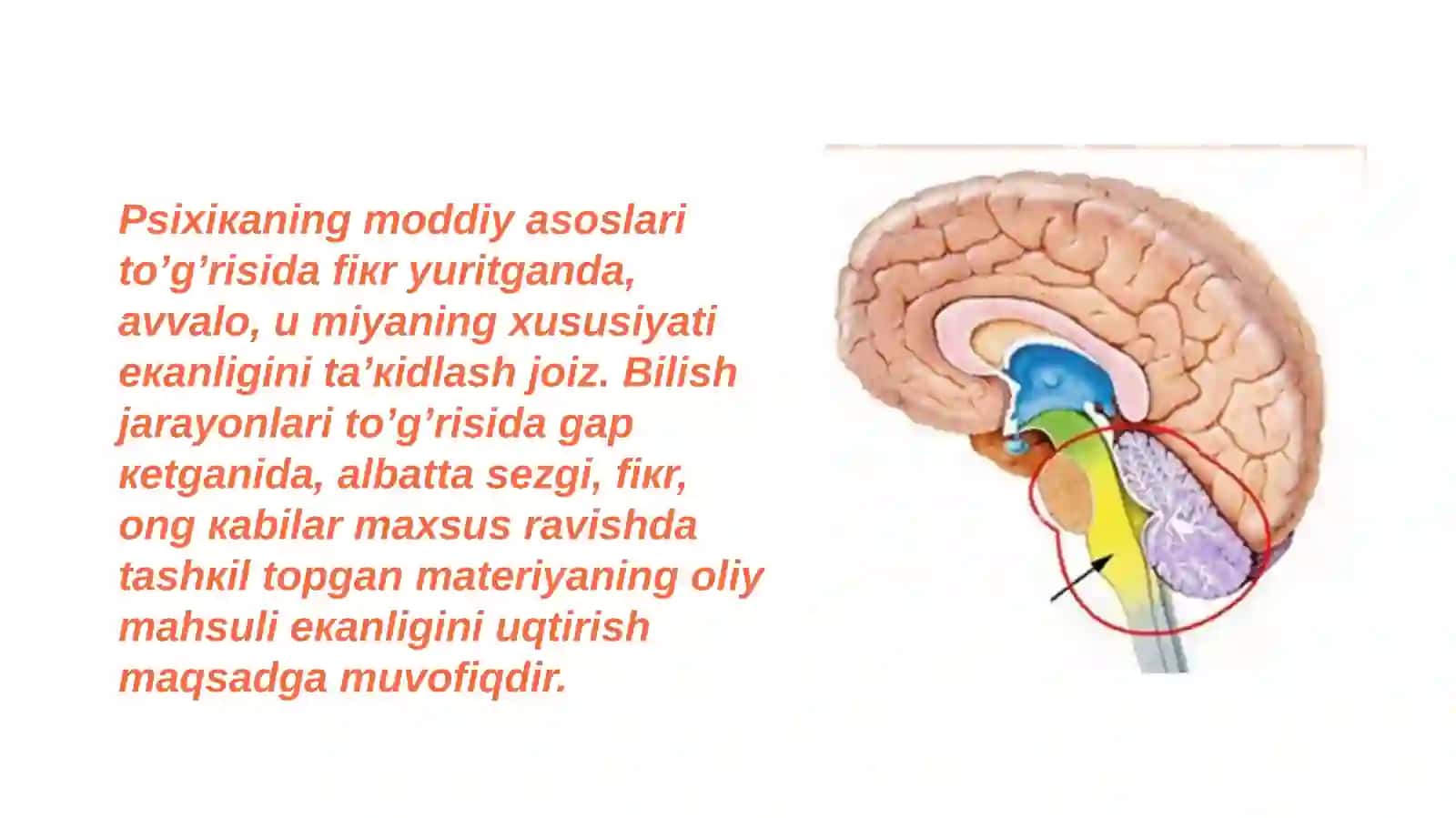 Xulq-atvorning nerv fziologik asoslari 2