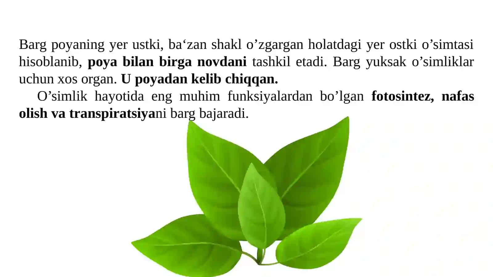 BARG MORFOLOGIYASI. BARGNING ANATOMIK TUZILISHI. SHAKLI O'ZGARGAN BARGLAR 2
