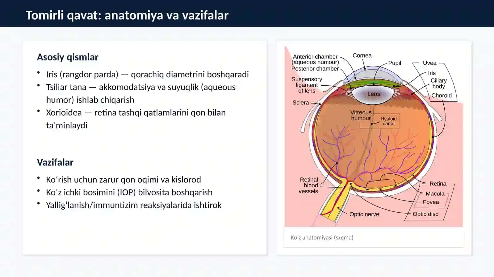Tomirli qavat (uvea) 2