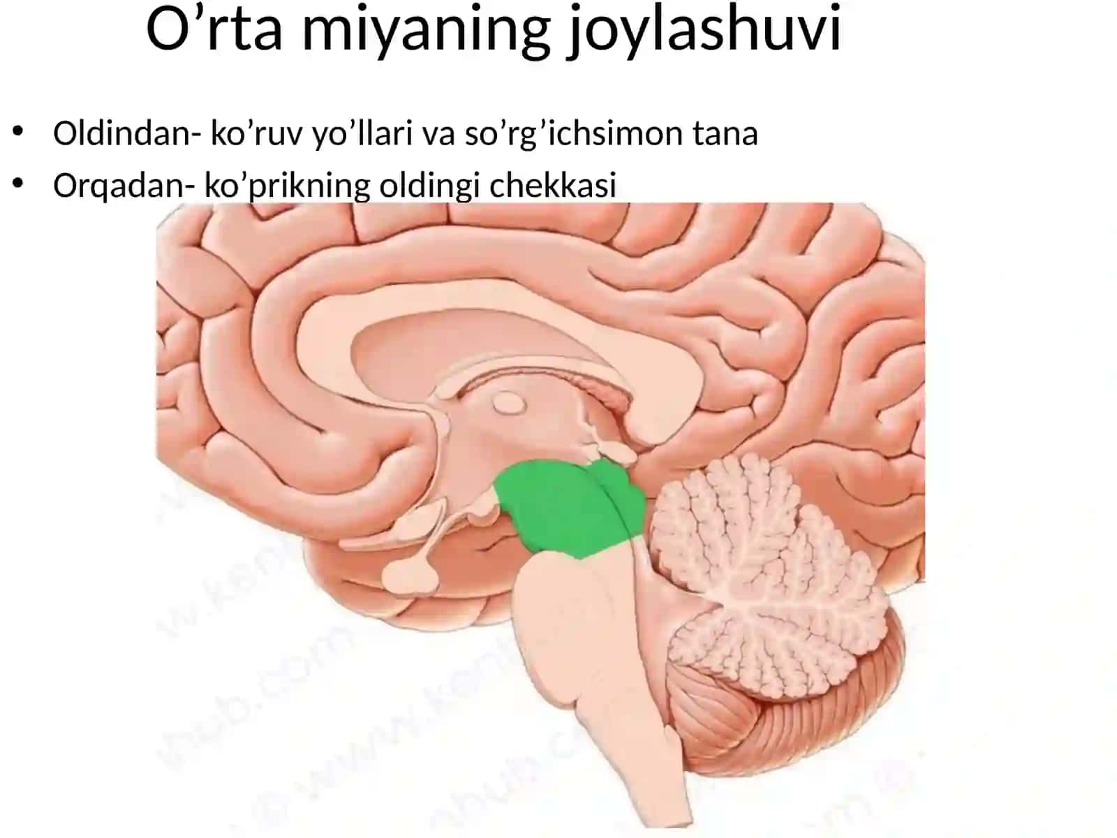 Tayyorladi: Oxunova Fotima II pediatriya 209-guruh 2
