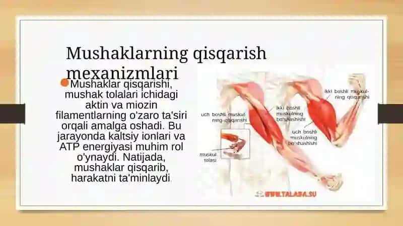 Mushaklarning harakati 2