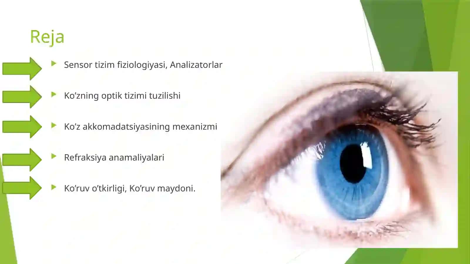 Ko’ruv analizatori fiziologiyasi 2