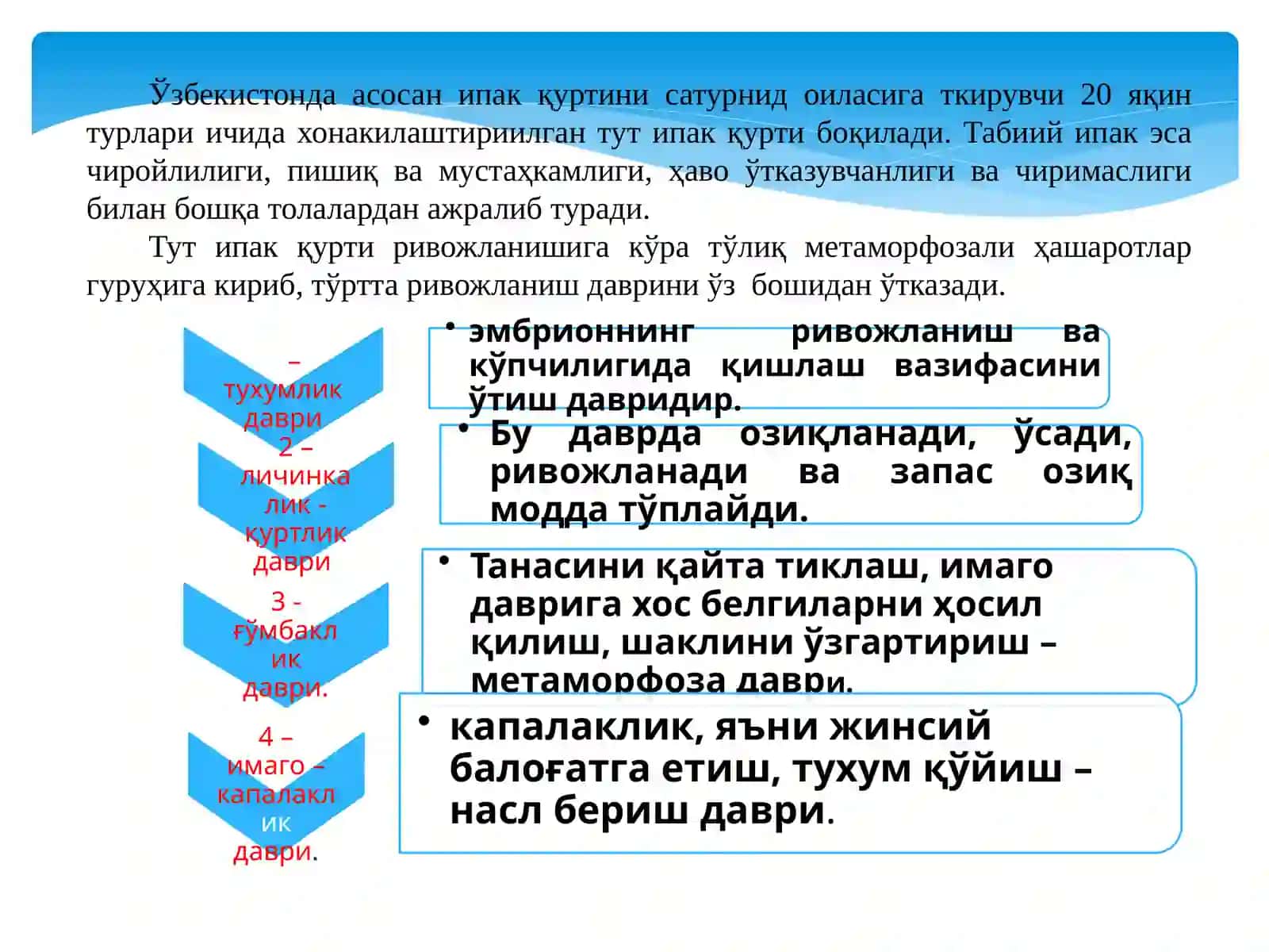 Tut ipak qurti biologiyasi va embralogiyasi 2