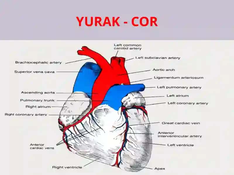 YURAK QON-TOMIR TIZIMI 2