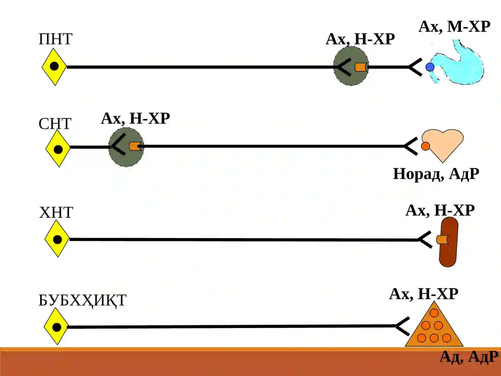 Адремометикалар симпатомиметикалар 2