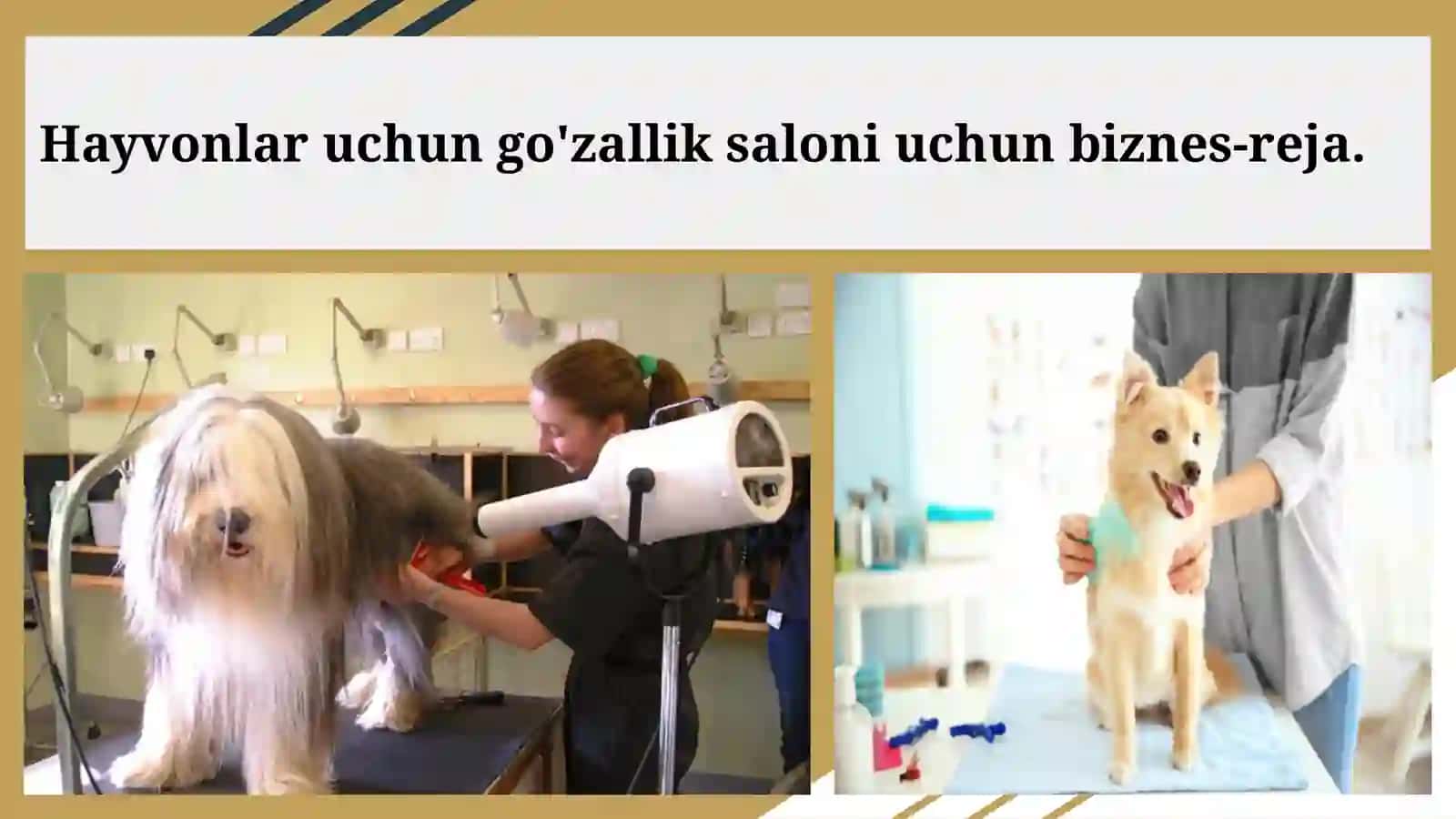Hayvonlar uchun go'zallik saloni uchun biznes-reja 2