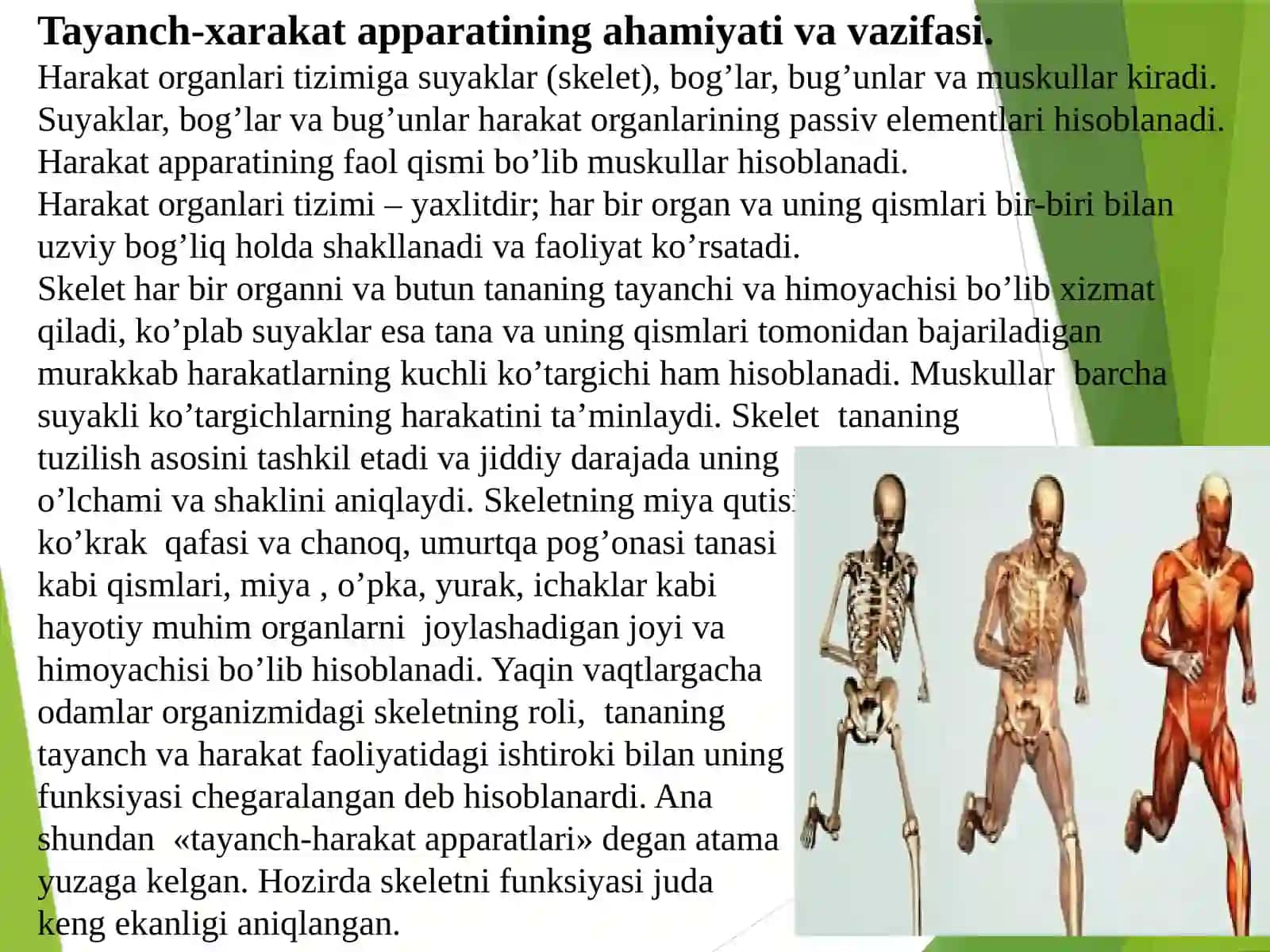 MA’RUZA.Tayanch-xarakat apparatining yosh xususiyatlari va gigienasi (1-qism) 2
