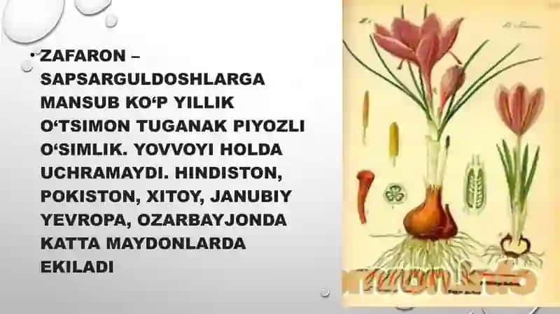 Zafaron – sapsarguldoshlar 2