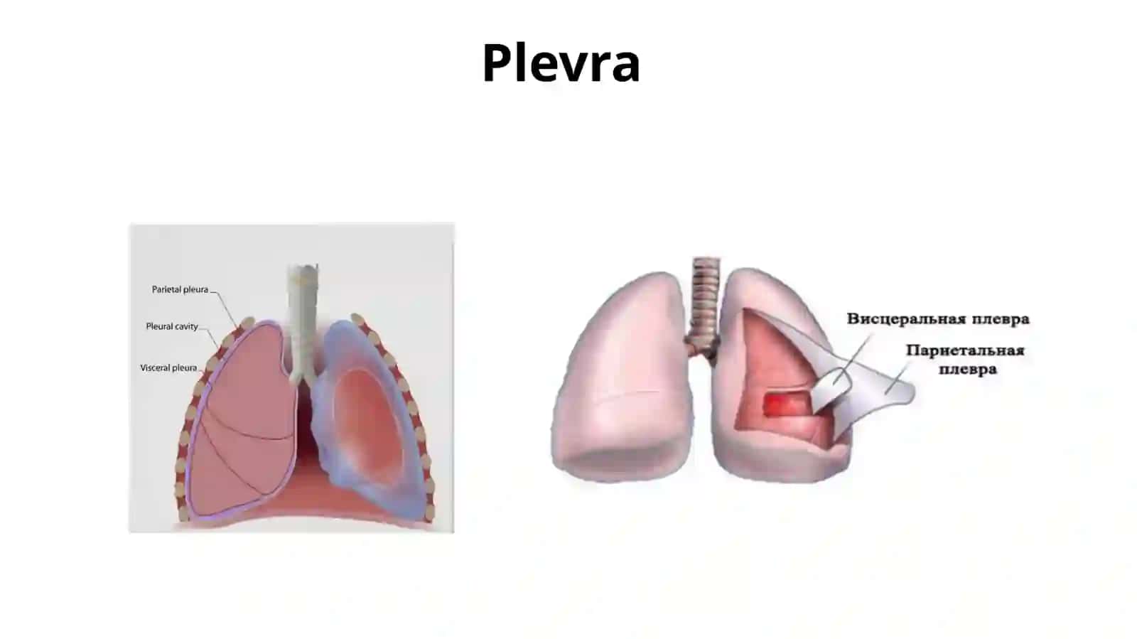 Sil plevriti 2