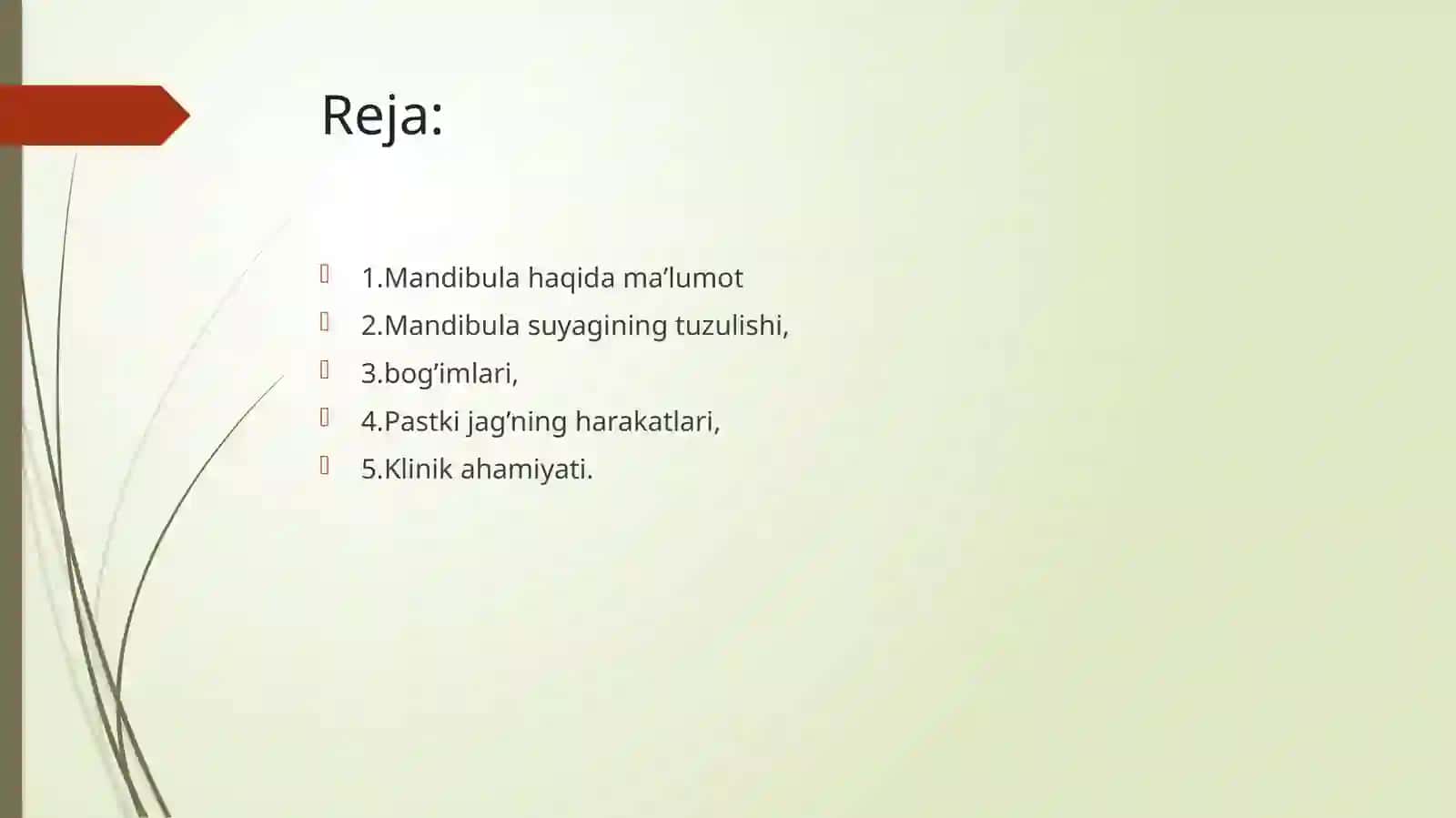 Mandibula haqida ma’lumot 2