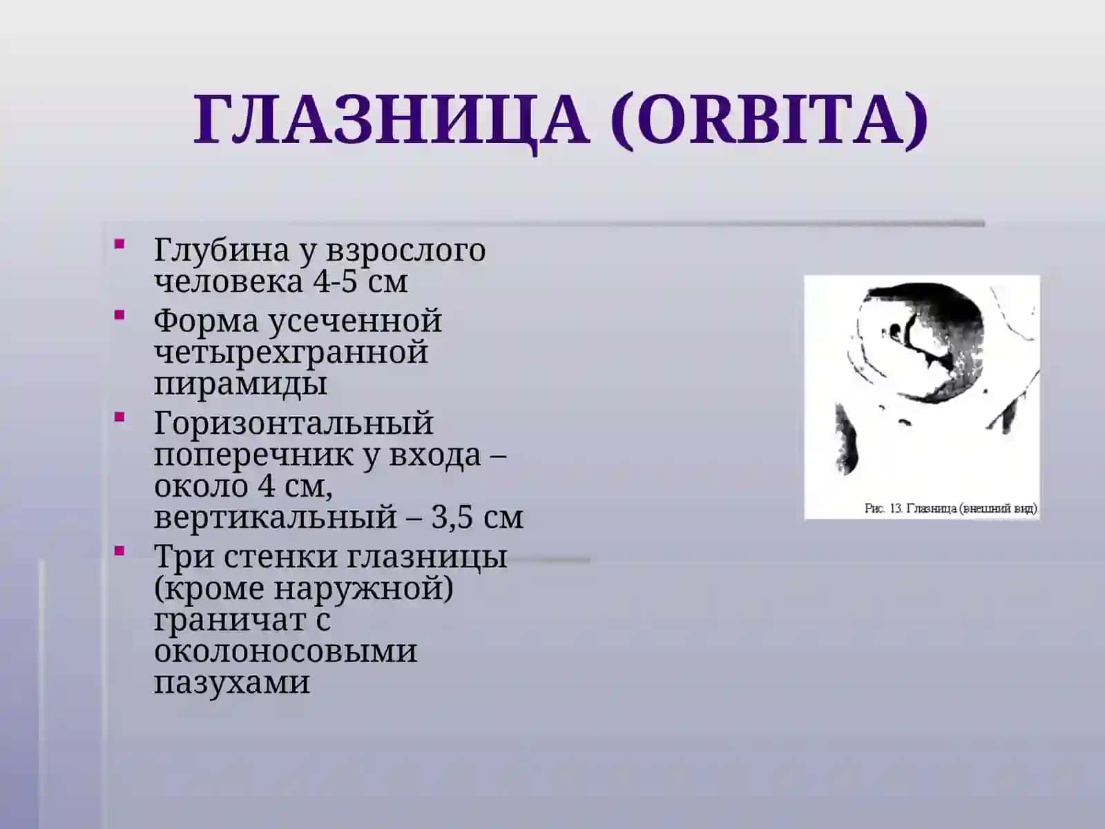 Анатомия органа зрения 2