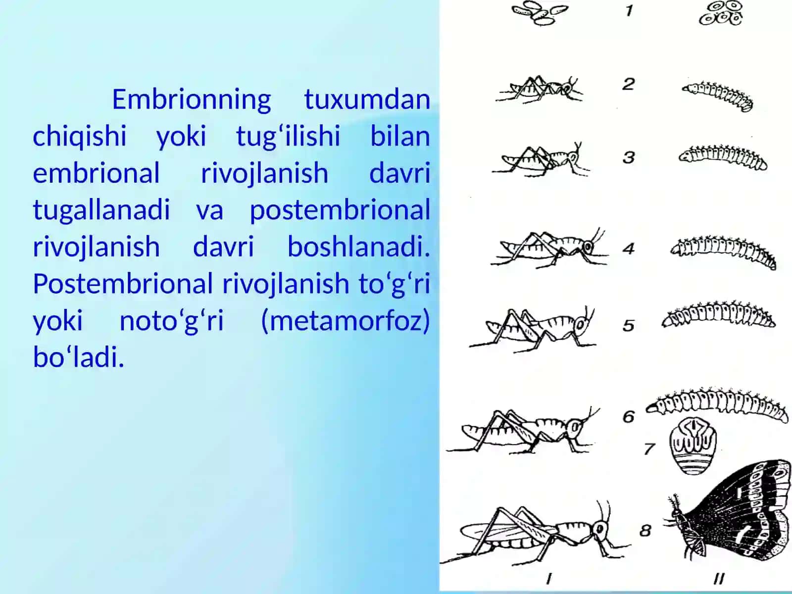 Postembrional rivojlanish 2