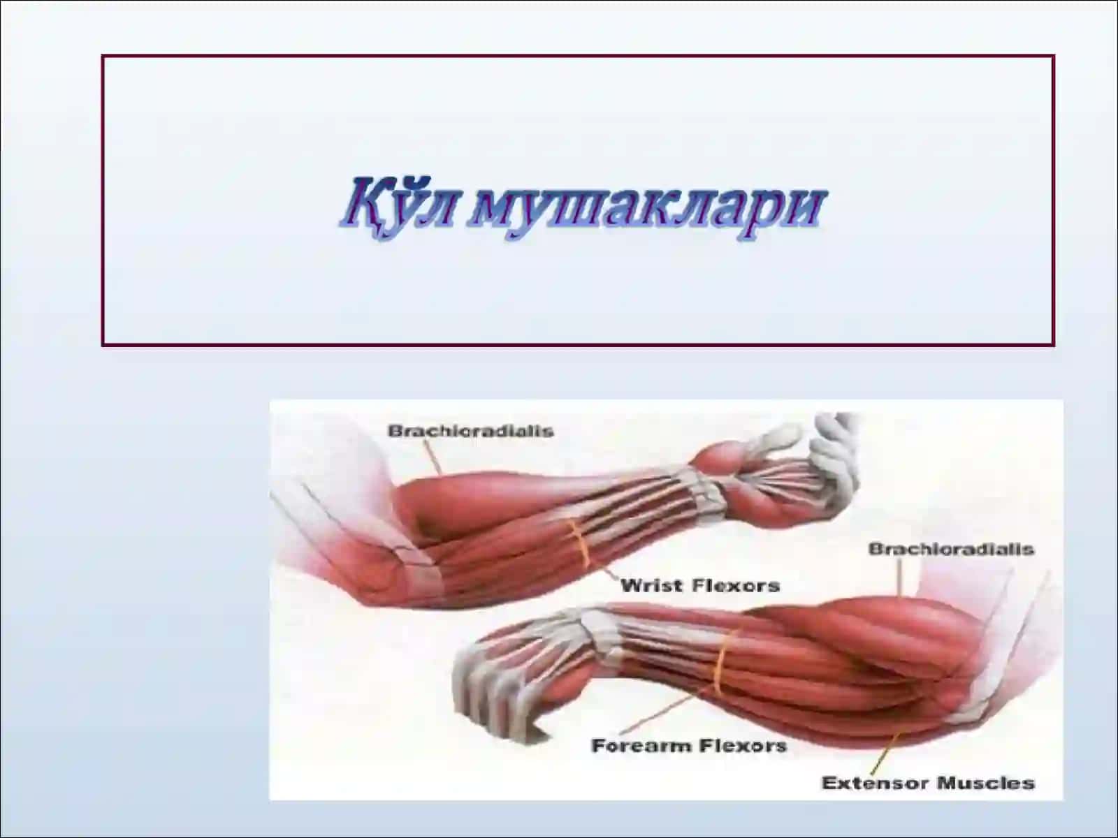 Маъруза №13.Елка камари ва елка мушаклари 2