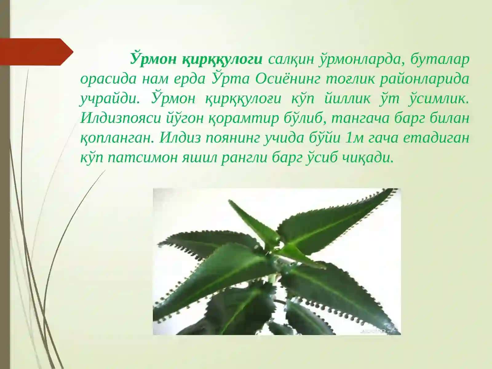Қирққулоксимонлилар. Юксак ўсимликлар эволюцияси. Очик уруғлилар 2