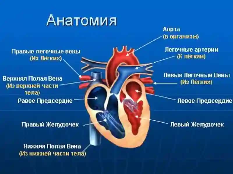 Болалардаги кардиологик шошилинч холатлар 2