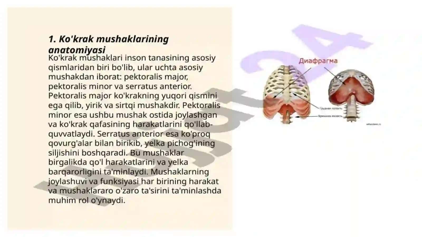 Diafragma mushaklari fiziologiyasi 2