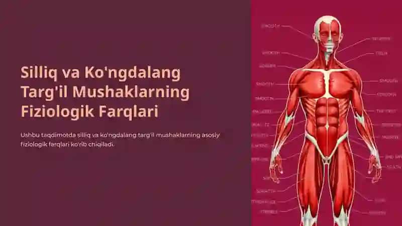 Silliq va Ko'ngdalang Targ'il Mushaklarning Fiziologik Farqlari 2
