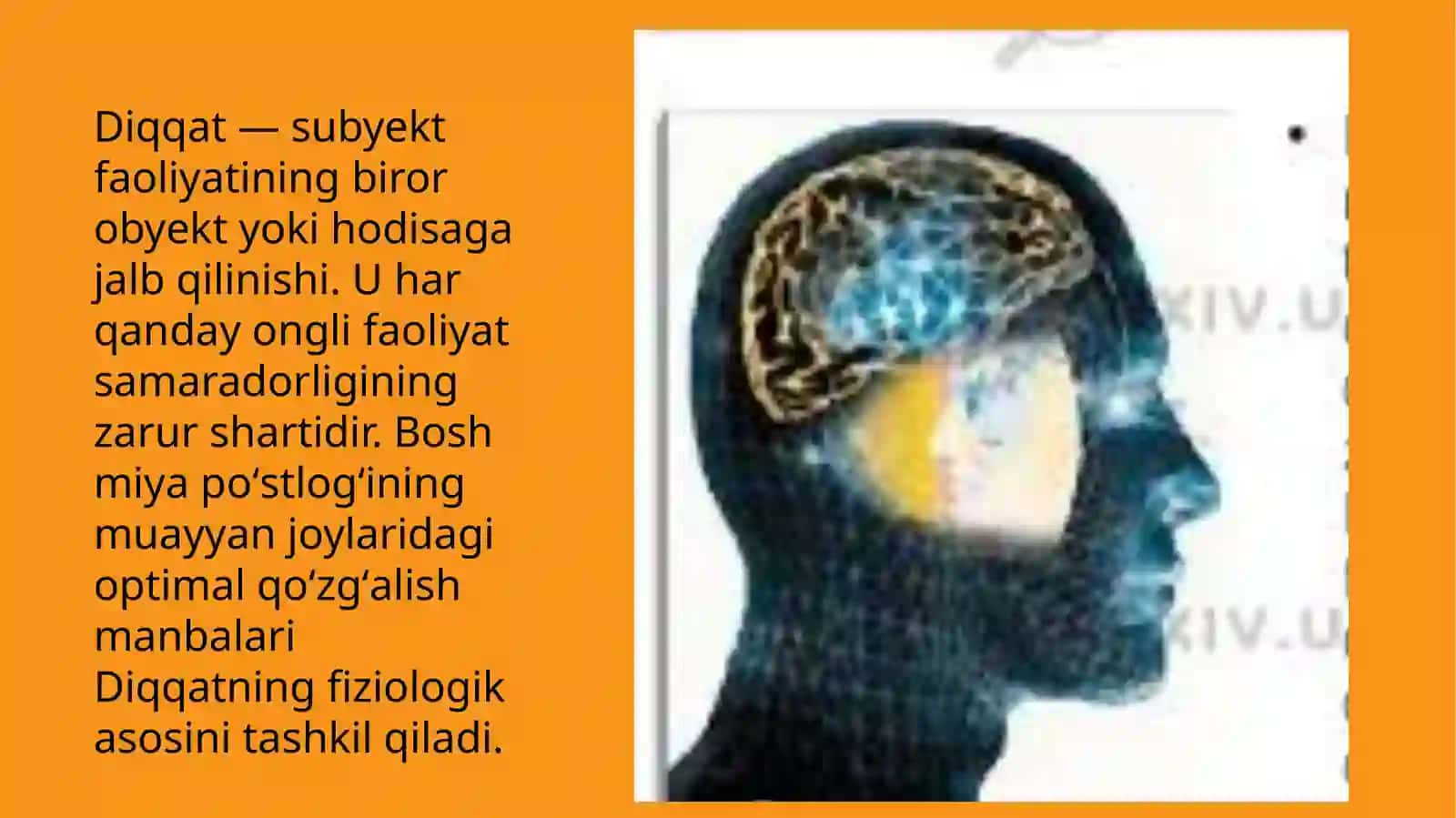 Diqqat haqida tushuncha va uning nerv-fiziologik asoslari 2
