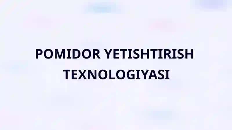 POMIDOR YETISHTIRISH TEXNOLOGIYASI 2