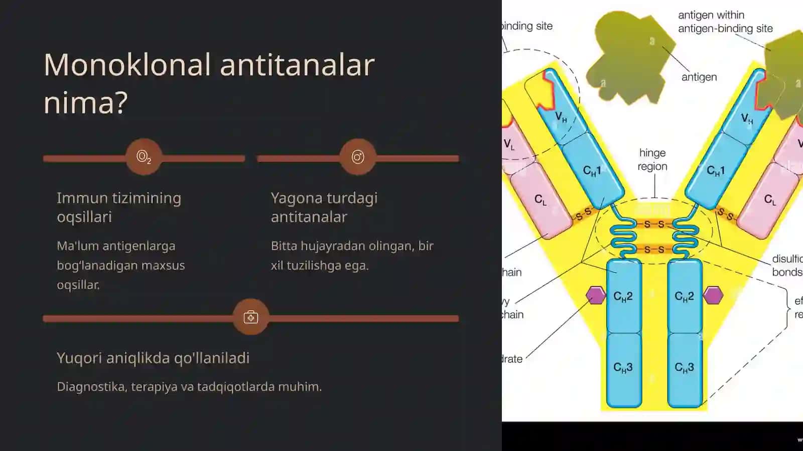 Monoklonal antitanalar ishlab chiqarish: Gibridoma texnologiyasi 2