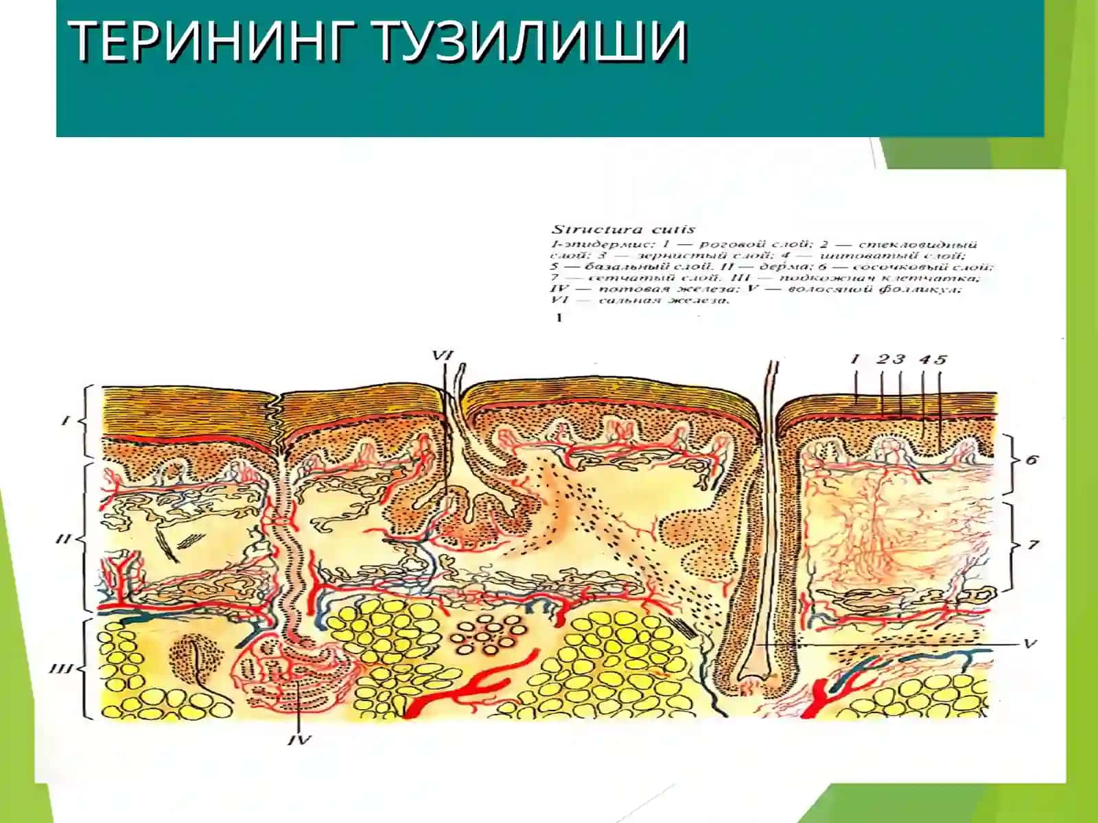 ДЕРМАТОЛОГИЯ ТЕРИНИНГТУЗИЛИШИ,МОРФОЛОГИК ЭЛЕМЕНТЛАРИ 2