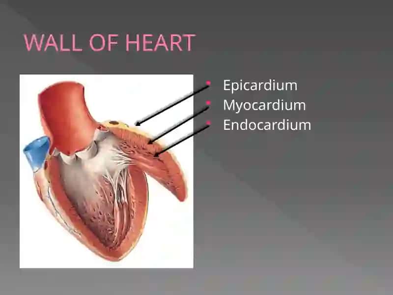 Work on the human heart 2