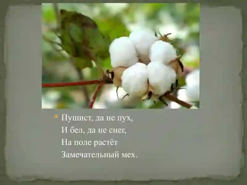 "Белое золото" 2
