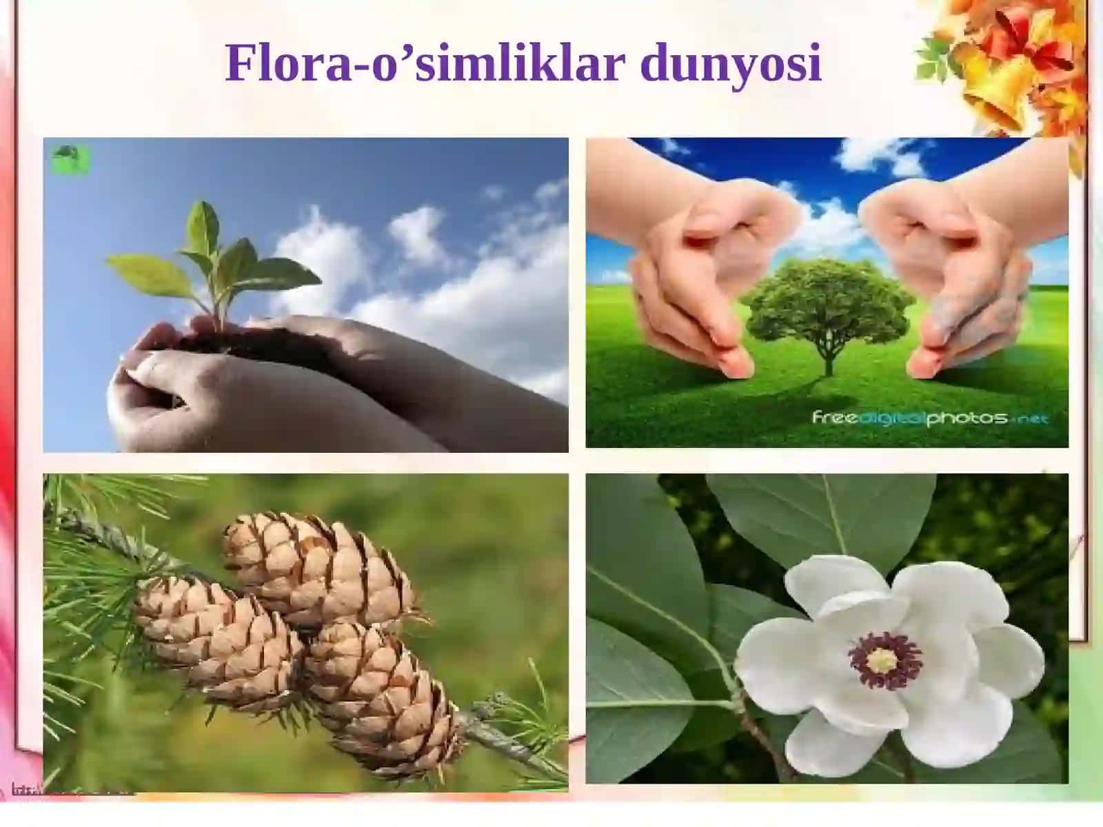 Qovoqdoshlar oilasi 2