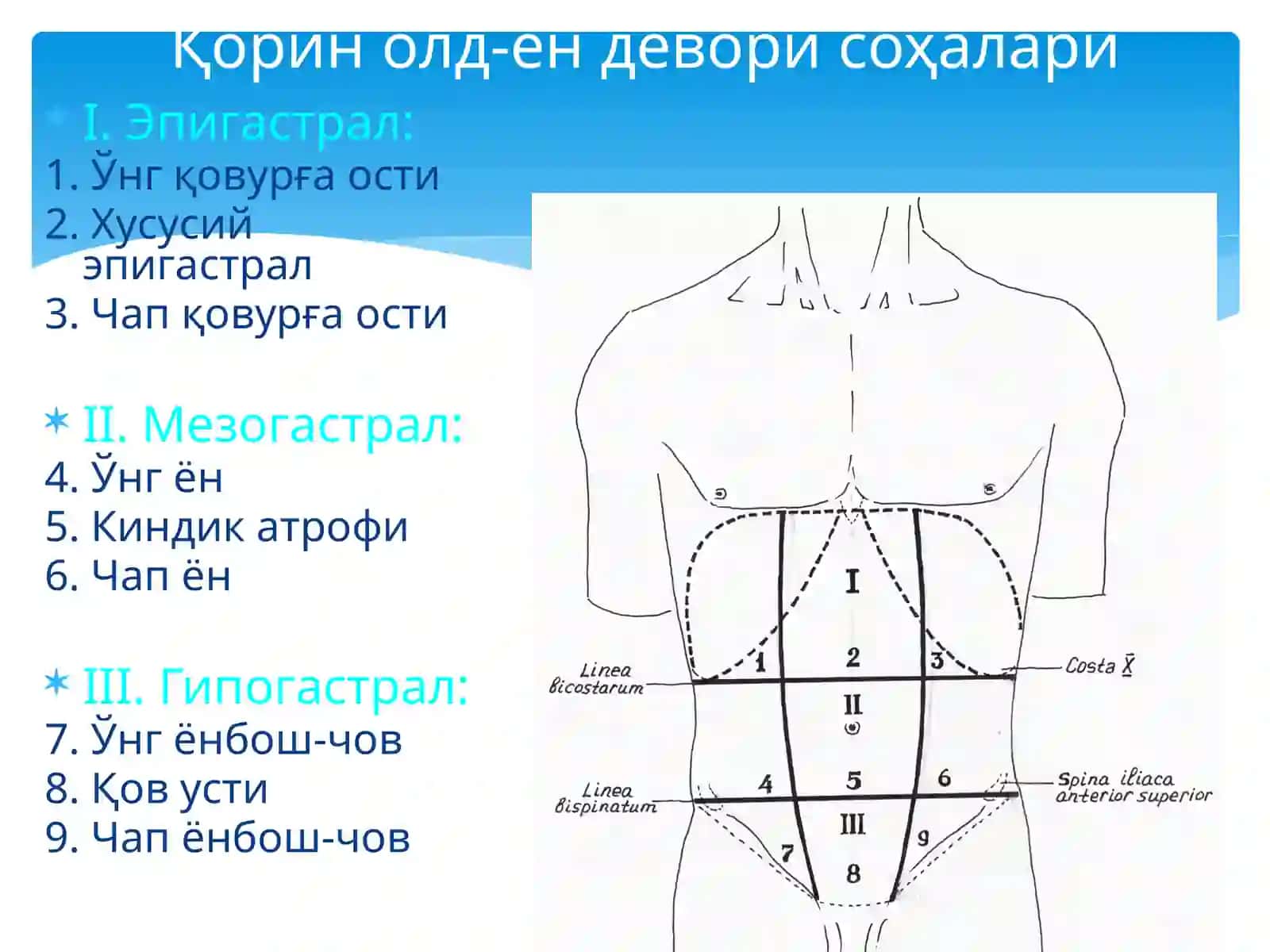 Қорин деворлари клиник анатомияси 2