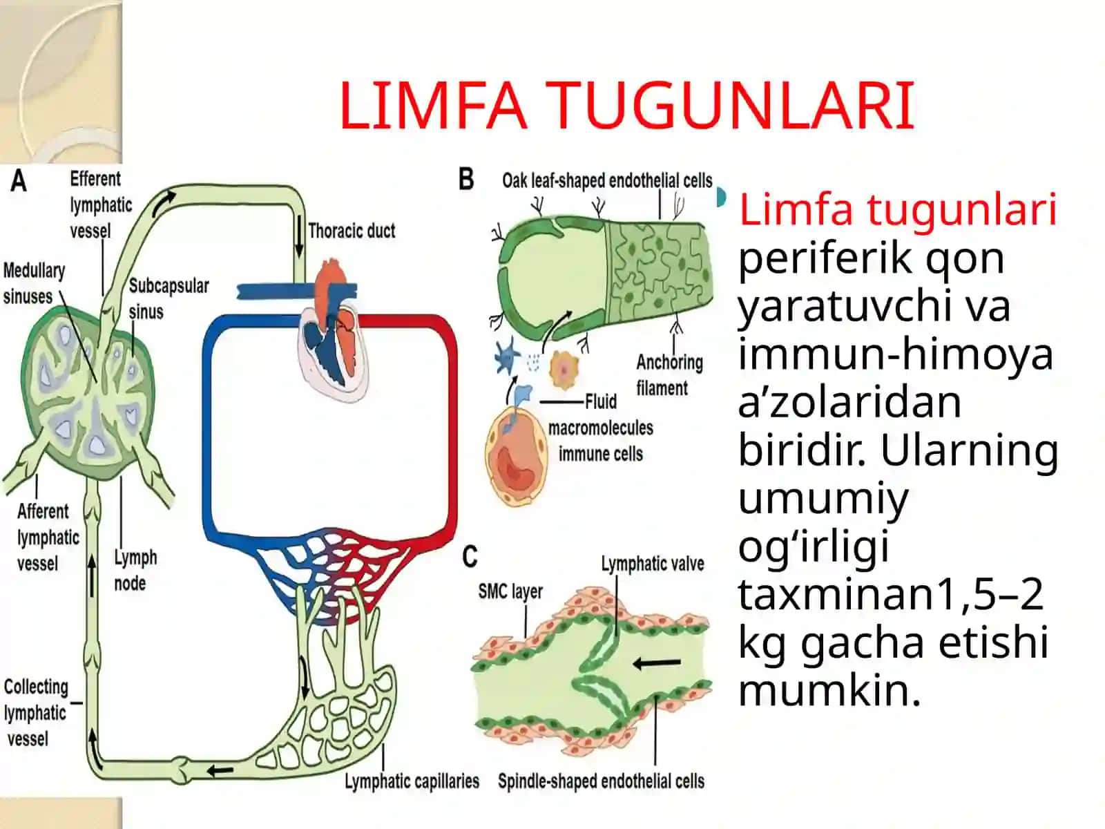PERIFERIK QON YARATUVCHI A’ZOLAR 2