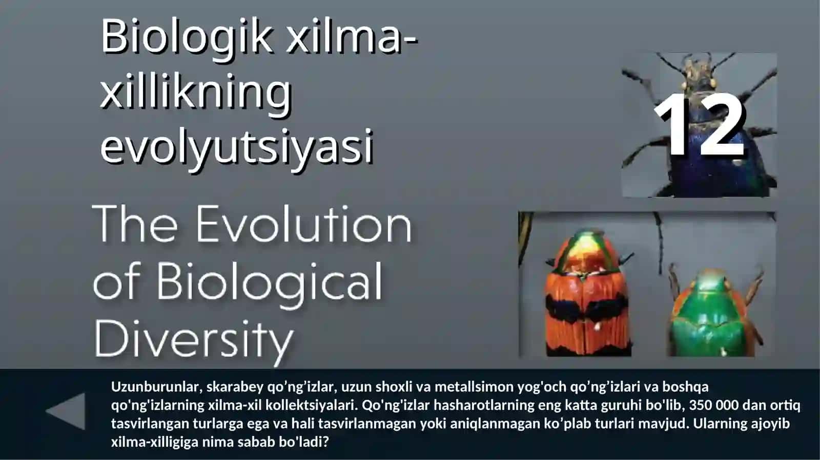 Barg kesuvchi chumolilar (Atta) 2