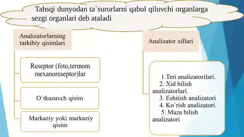 ANALIZATORLAR TUZILISHINI O‘RGANISH. KO‘RISH ANALIZATORI. 2