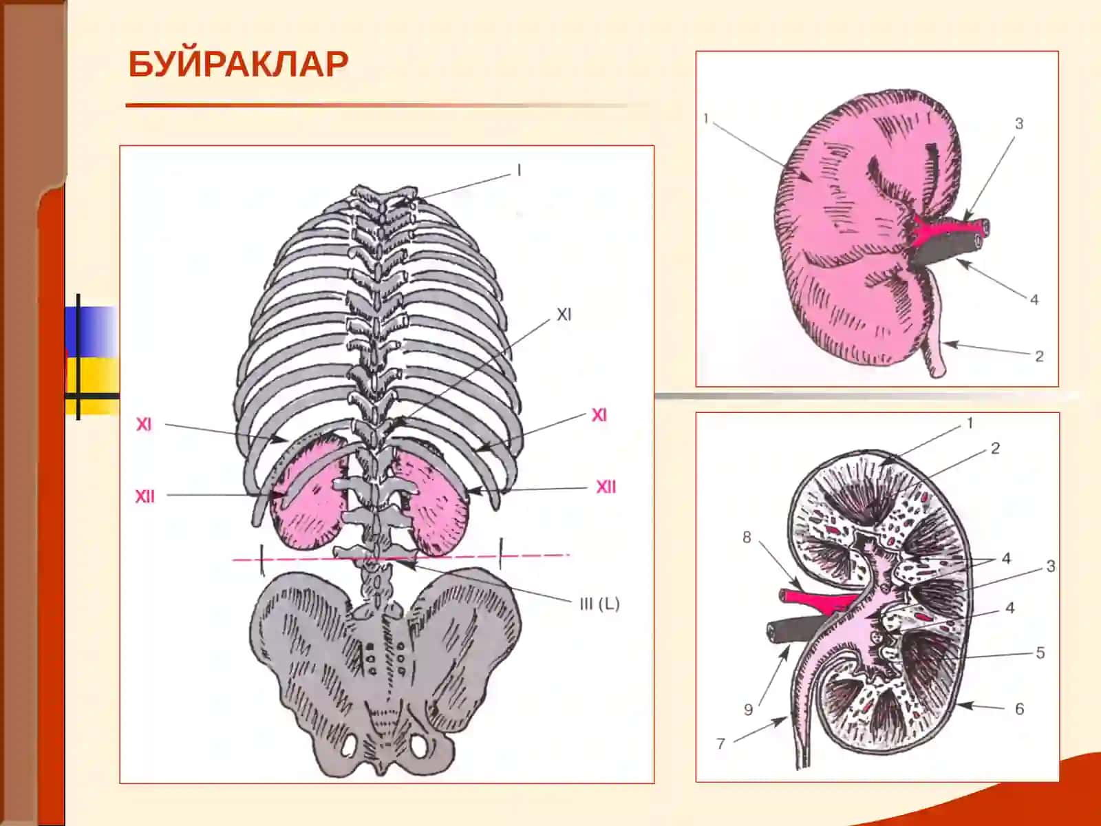 Буйрак Касаллиги Билан Оғриган Беморларни Текшириш 2