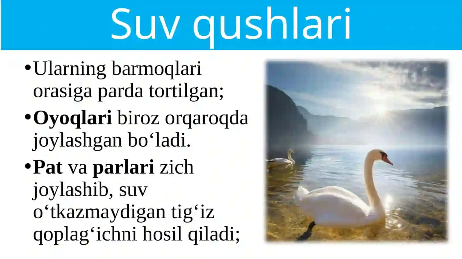 Suv havzasi va sohil qushlari 2