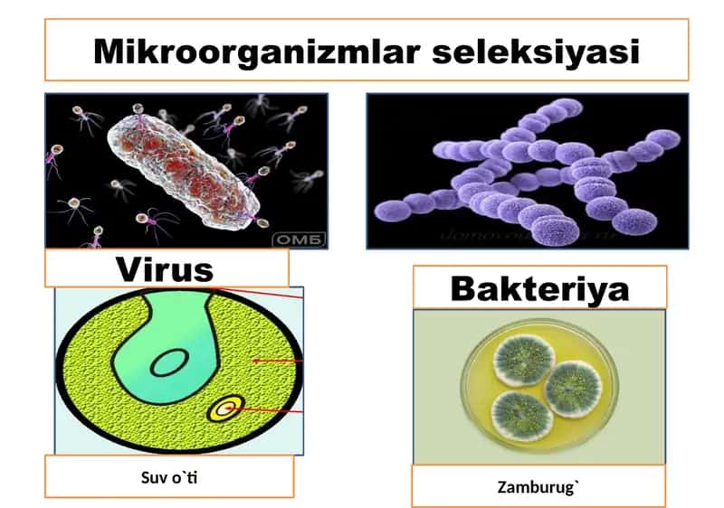 Mikroorganizmlar seleksiyasi 2